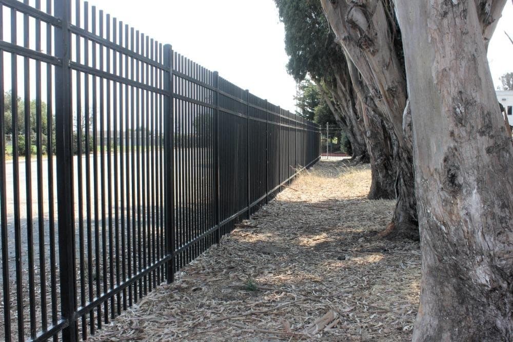 A tall black steel perimeter fence running alongside a row of mature eucalyptus trees at the edge of the Salinas Sports Complex.